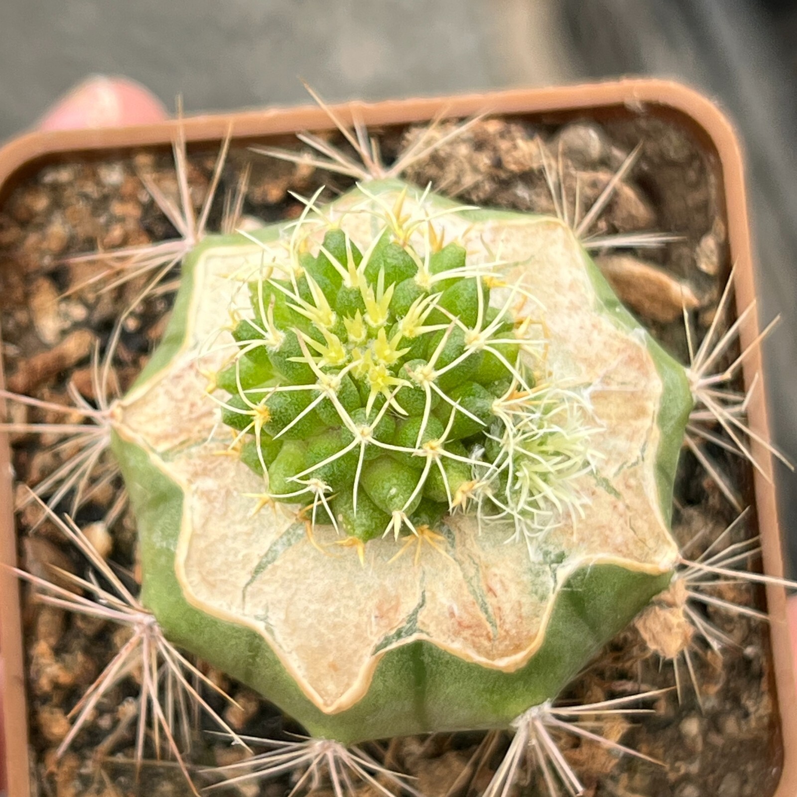 A27-89. Mammillaria comptotricha cv. “BRV” (Grafted)