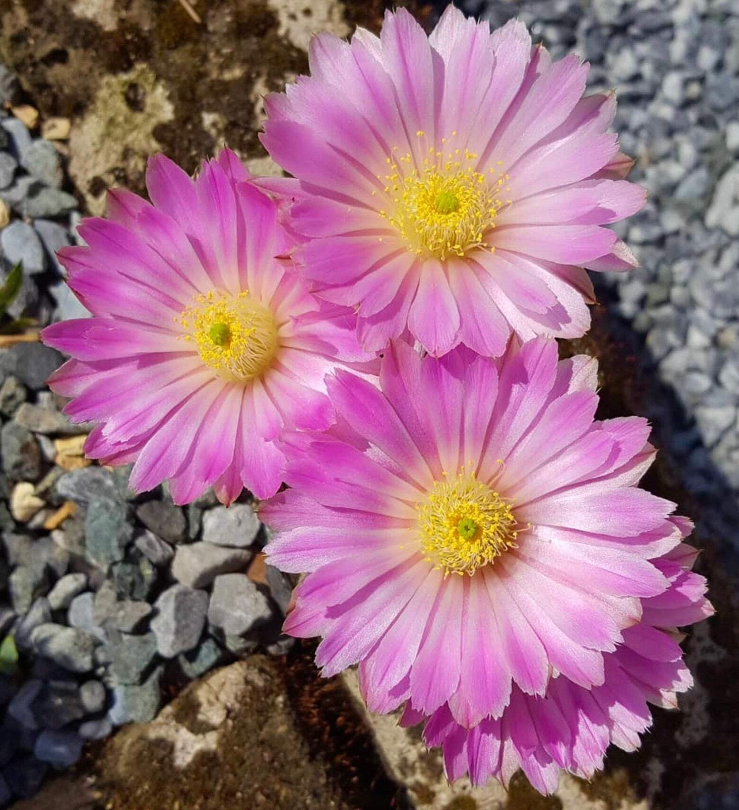 Echinocereus weinbergii SEEDS – Rare Cactus SEEDS