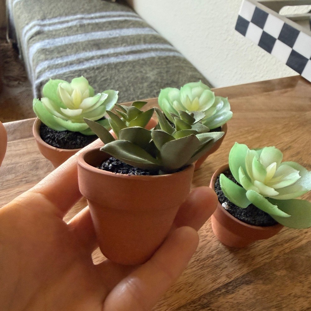 Set of new small decor succulent plant 4 qty table top home accent mini event