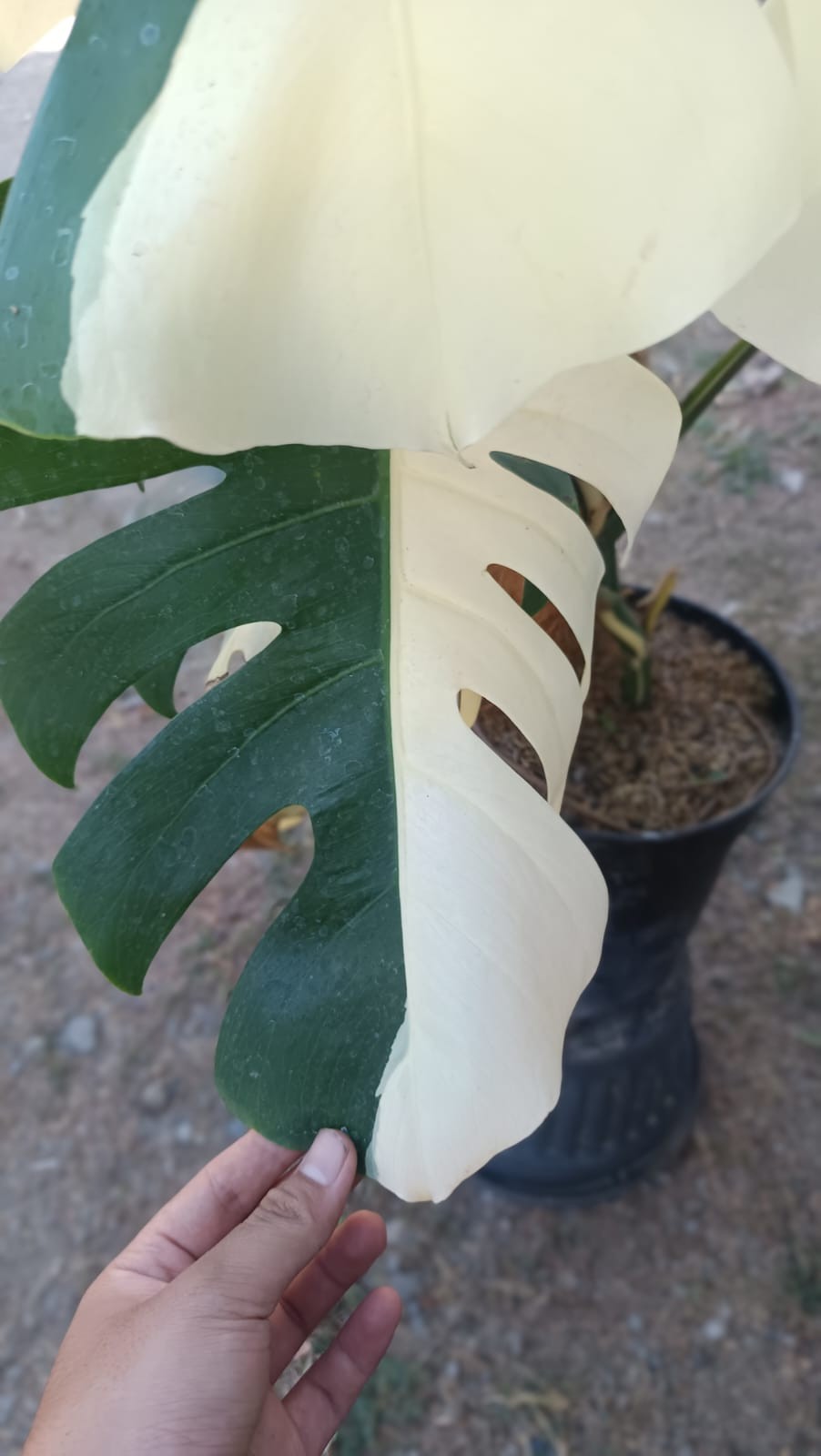 Real Picture Monstera KIng Albo Halfmoon Variegated Big Size 7 Leaves