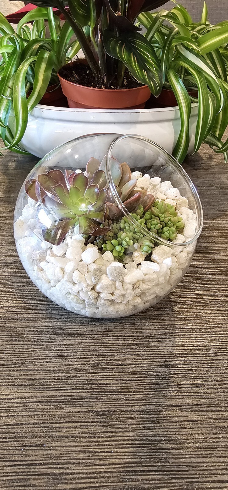 DIY Succulent Arrangement in Glass Bowl with Decorative Pebbles | Perfect Indoor