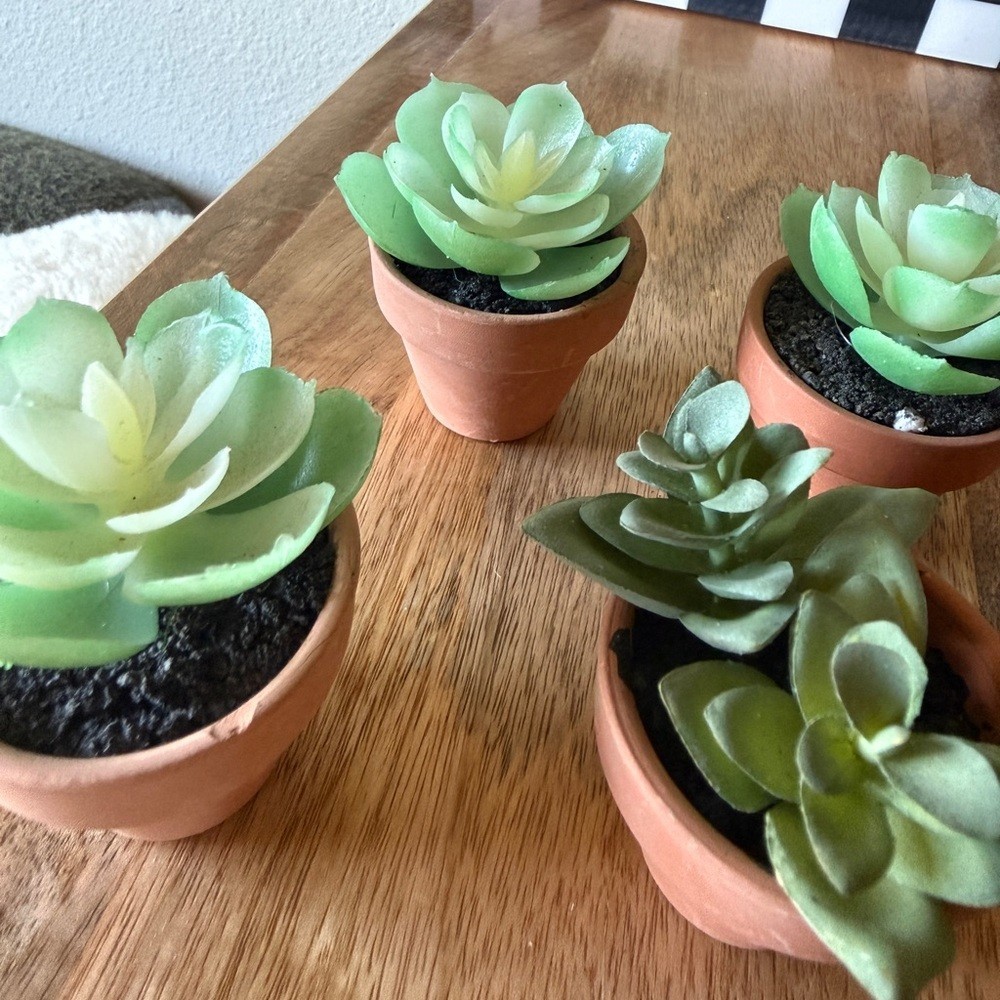 Set of new small decor succulent plant 4 qty table top home accent mini event