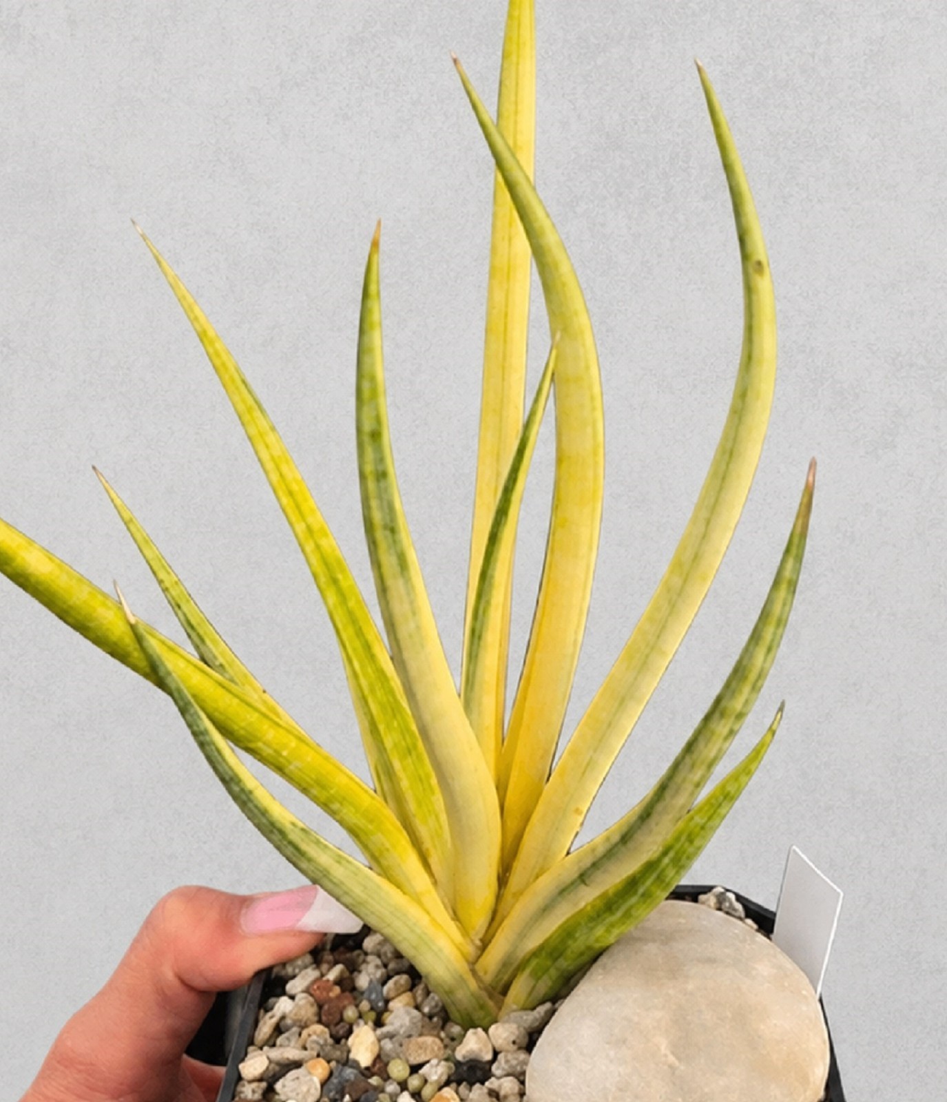 Sansevieria Bunlue Torch Variegated Houseplant Rare Variegated Snake Plant