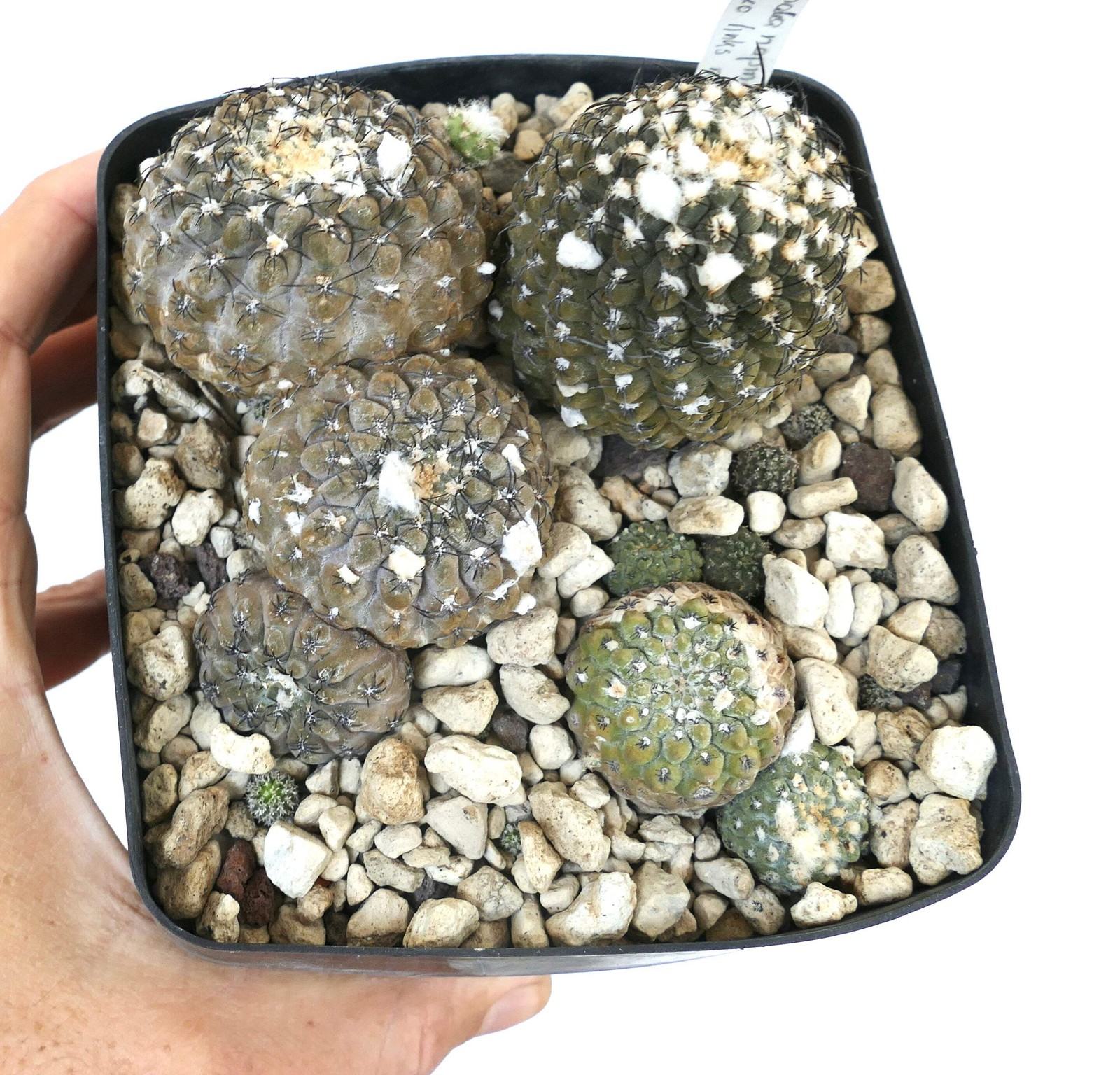 Thelocephala napina FR249 10 SEEDS – Napina cactus | Thelocephala cactus