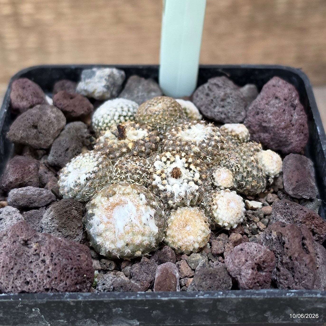 D3380 COPIAPOA LAUII pot10-H3-W7 cm MaMa Cactus