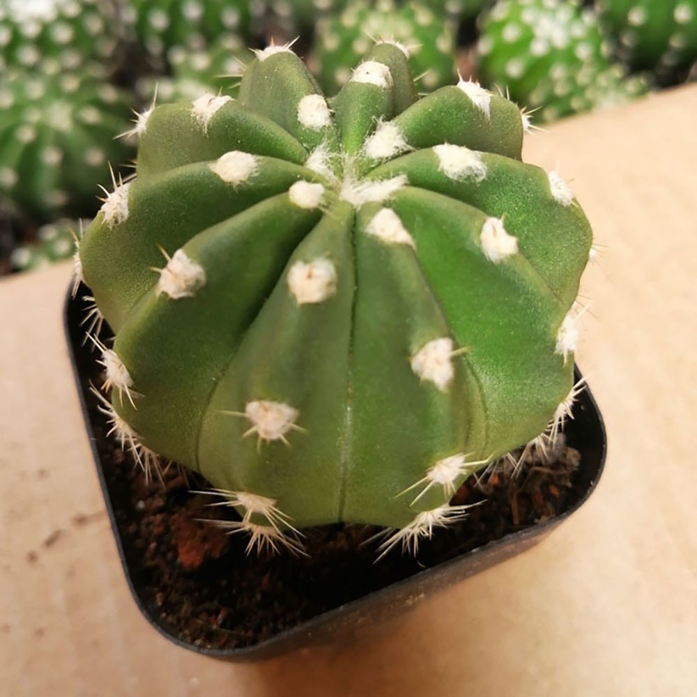 Echinopsis oxygona (Short Hair Ball Cactus) – Live Potted Plant