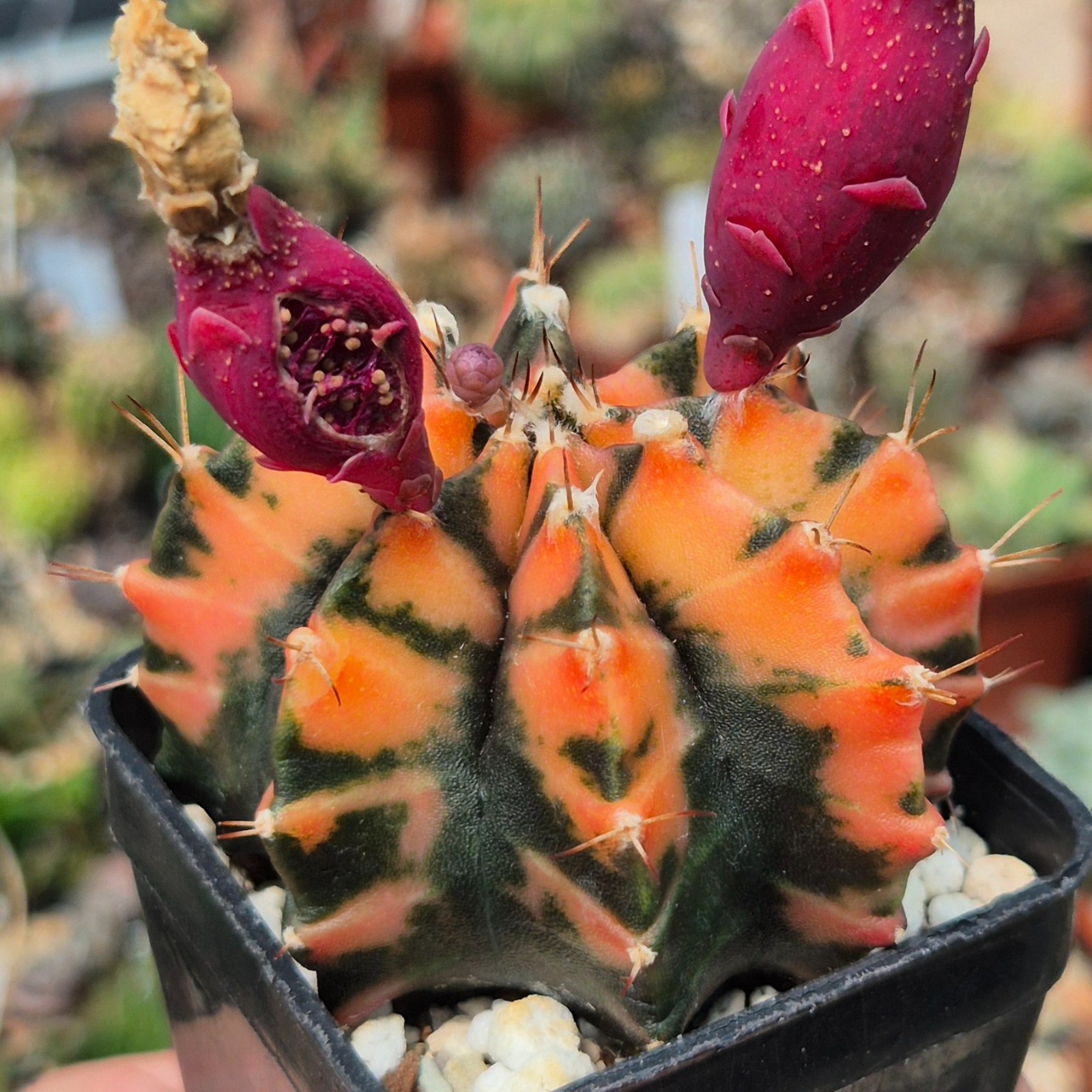 Gymnocalycium mihanovichii ‘Sumansiya’ 20seeds harvest 2025
