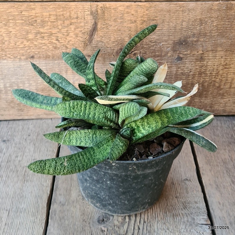 D5621 GASTERIA BATESIANA VARIEGATED pot18-H17-W32 cm MaMa Cactus
