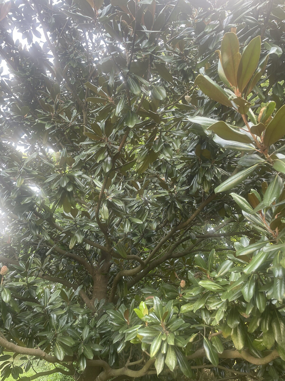Fresh picked Magnolia Leaves – 25 CT. – Range approx size 5 in. – 10 in.