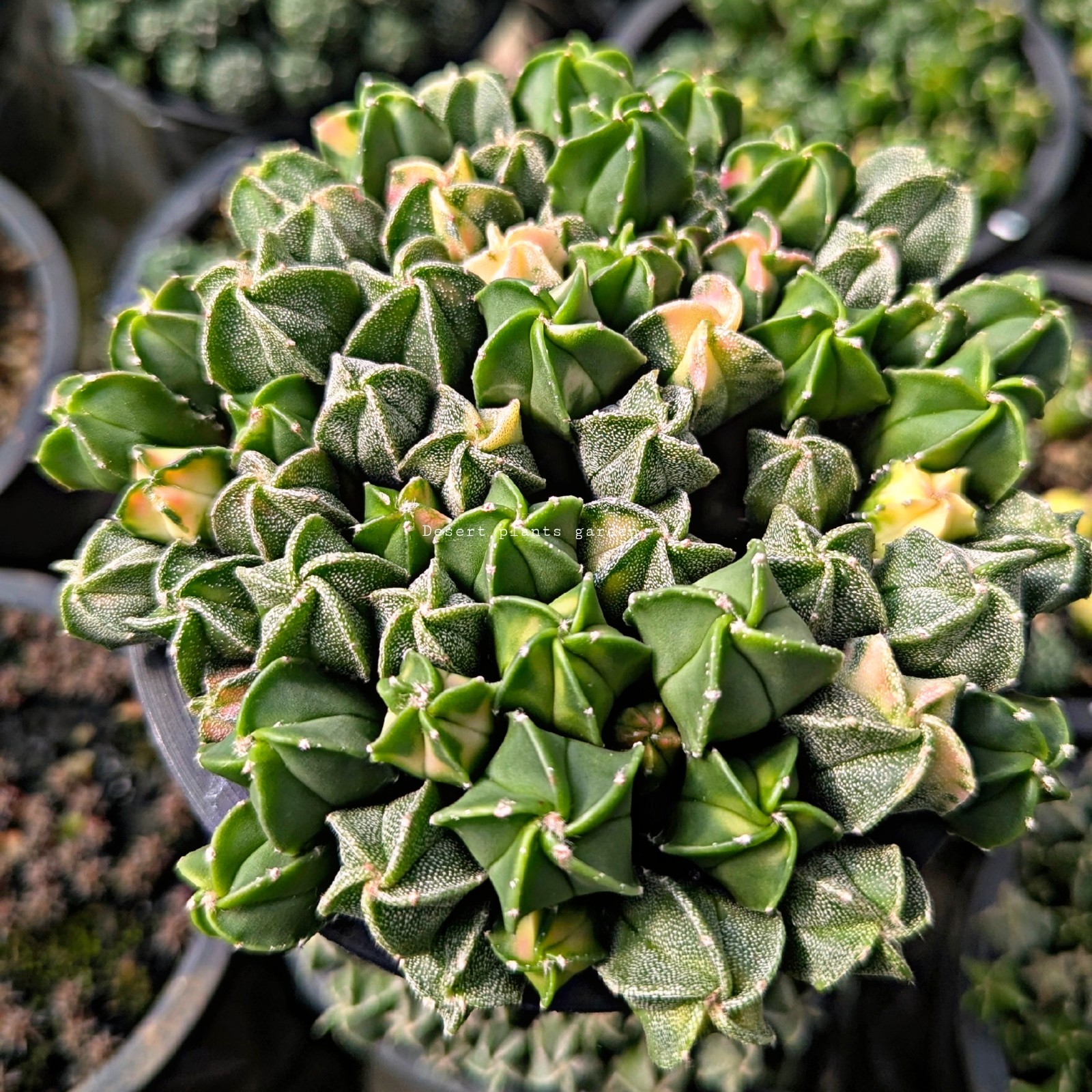 Astrophytum myriostigma Varieagated 25Seeds