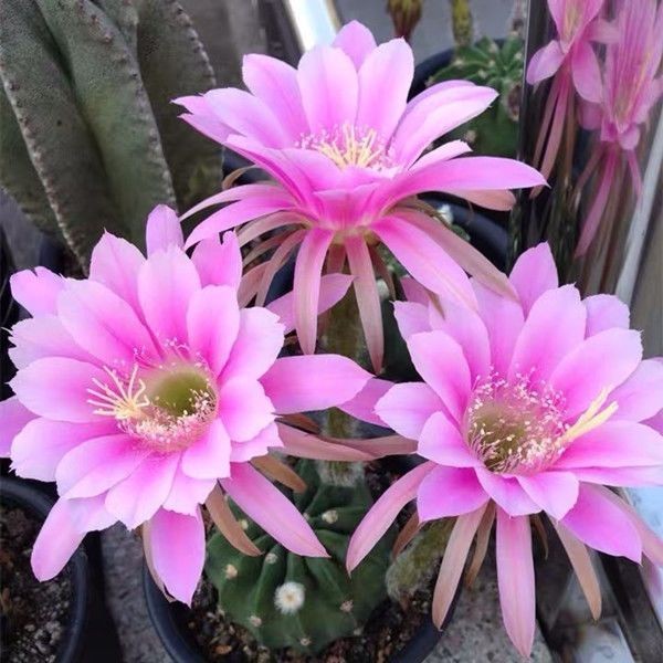 One of Special Beautiful SUCCULENT Cactus Red colour flower rooted plants