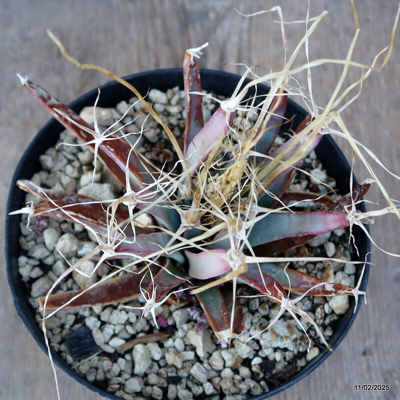 A1538 LEUCHTENBERGIA PRINCIPIS pot14-H13-W16 cm MaMa Cactus