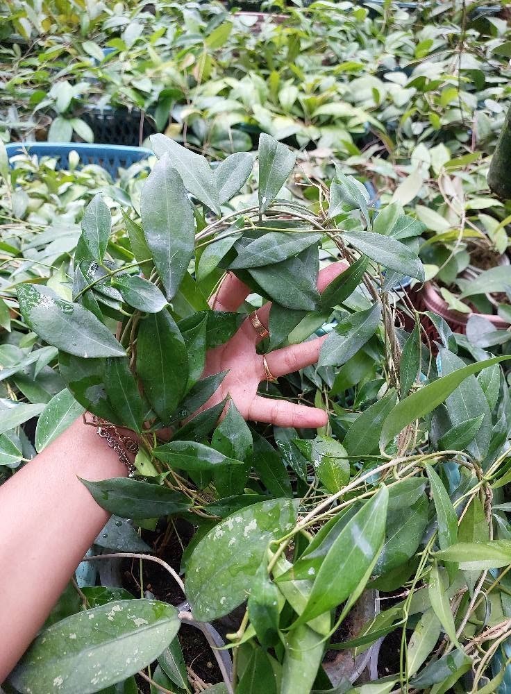 Hoya Globulifera Rare Variegated, Real Picture, Aroid Houseplant