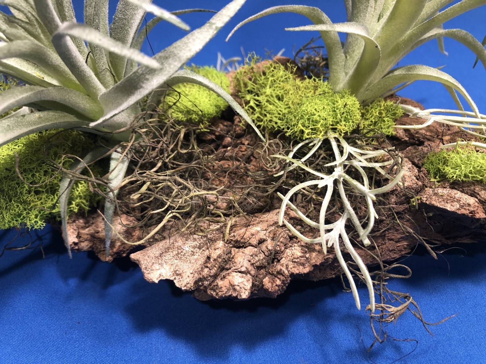Artificial Succulent Air Plant Wall Art Home Office Mounted on Real Wood Bark