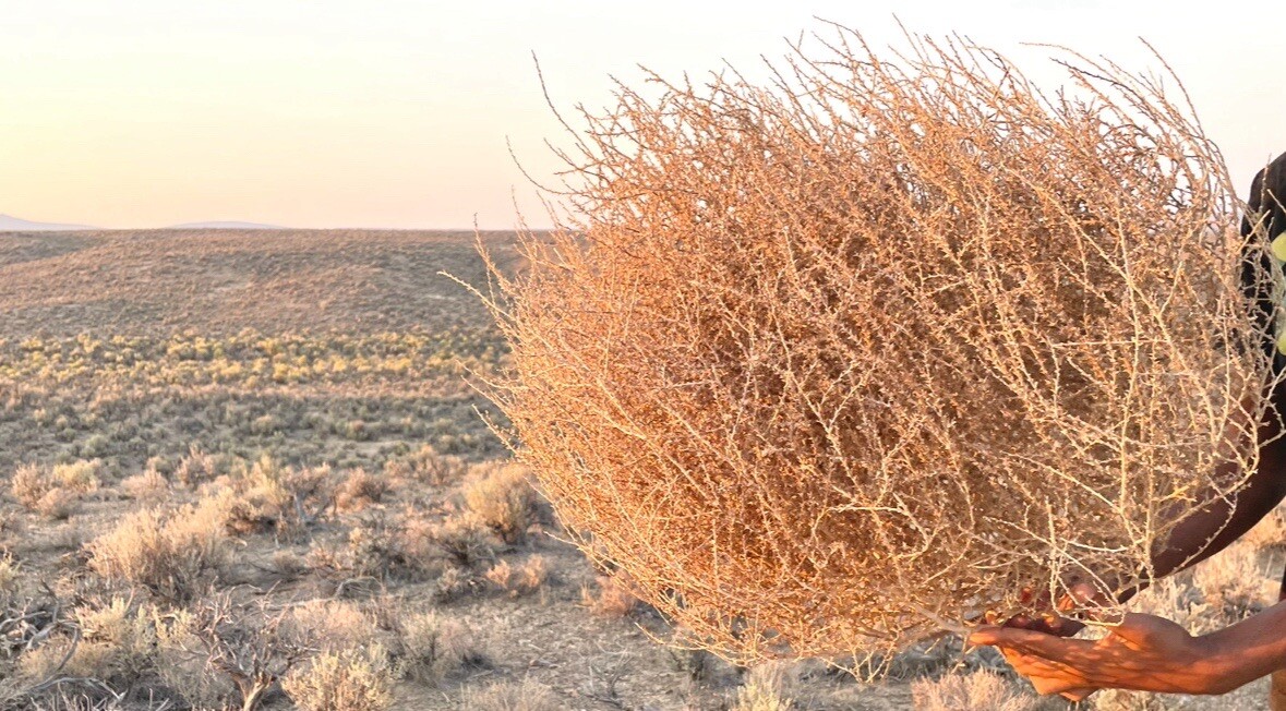Tumbleweeds ! BEST and FULL LARGE Size! 16”-19” Natural Western Decor Nevada USA