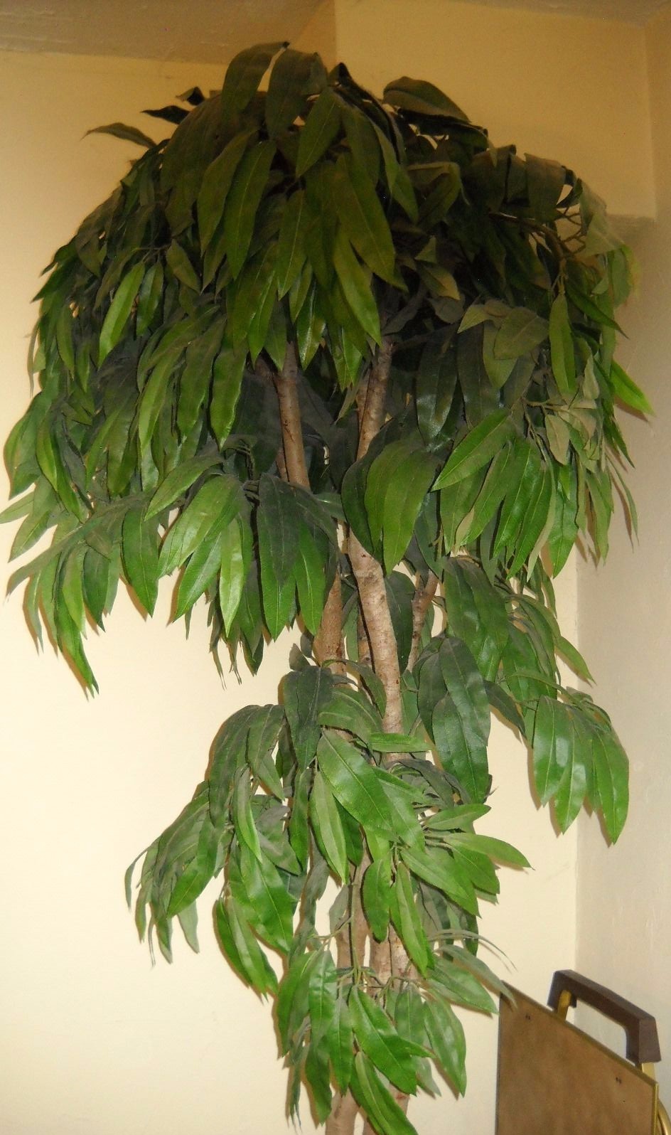 Silk mango tree with beautiful rattan basket and Spanish moss.