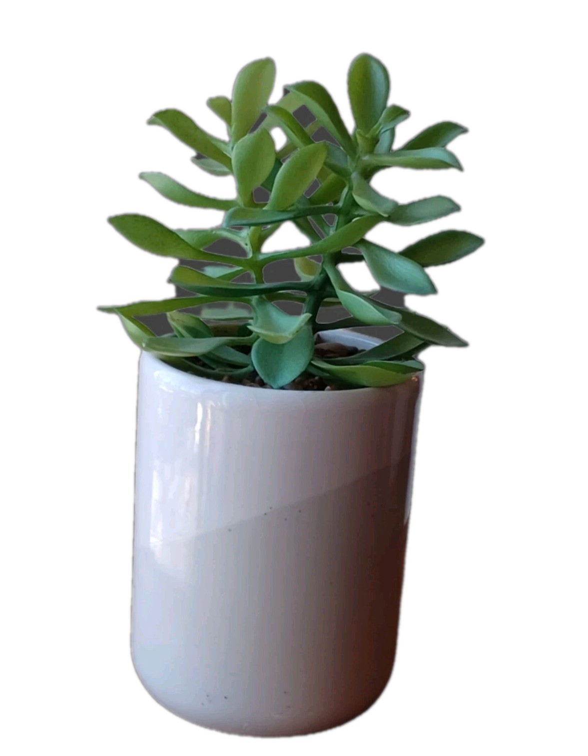 Faux Jade Plant White And Light Gray Pot 8 inches
