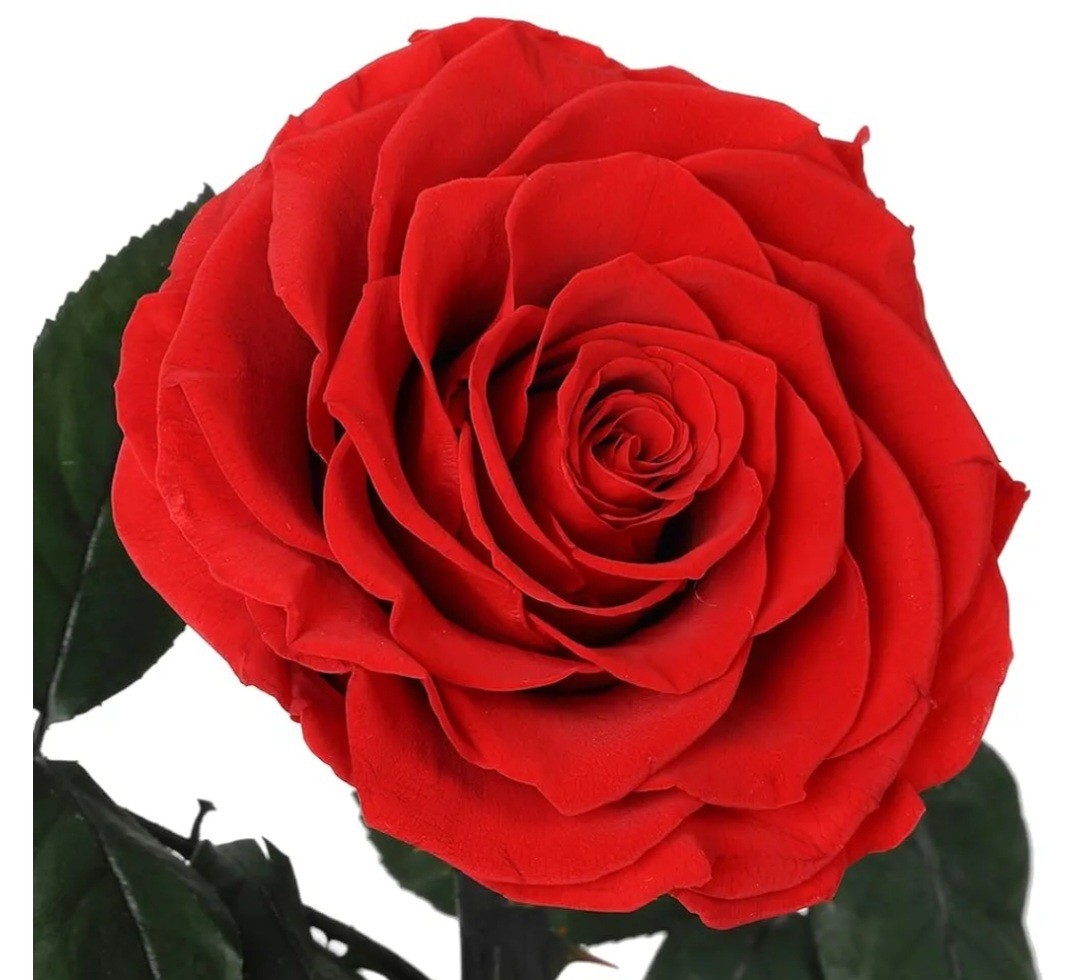 Livoccur Preserved RED ROSE in Glass DOME 4.7″×4.7″×7.5″ Stand