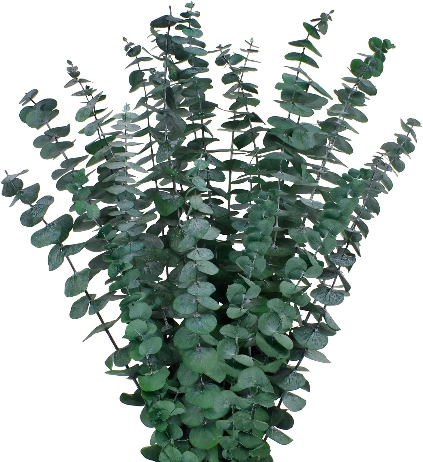 12PCS Dried Eucalyptus Bundle 17” Real Eucalyptus Stems 100% Natural Fresh Leav