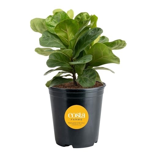 Little Fiddle Leaf Fig, Live Indoor Ficus Lyrata Plant in Nursery Plant Pot,