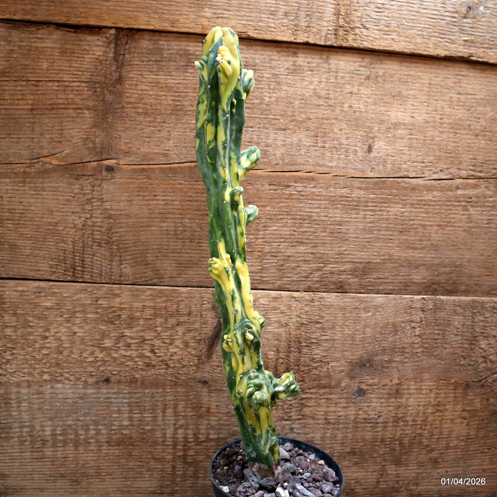 D8197 MYRTILLOCACTUS GEOMETRIZANS VARIEGATED pot12-H41-W6,5 cm MaMa Cactus