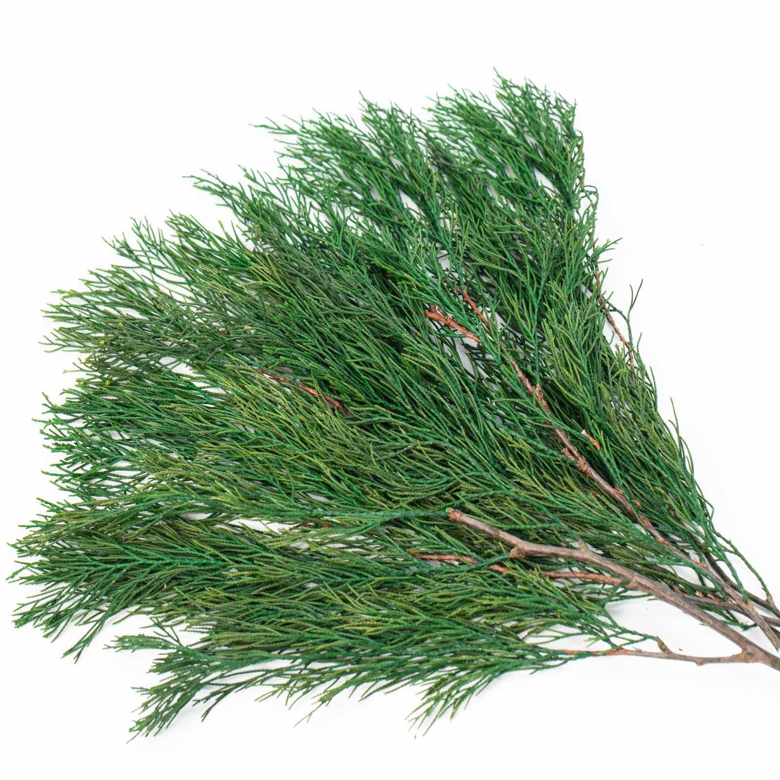 4OZ Preserved Real Pine Leaves Branches -17” Natural Greenery Plants Twigs S…