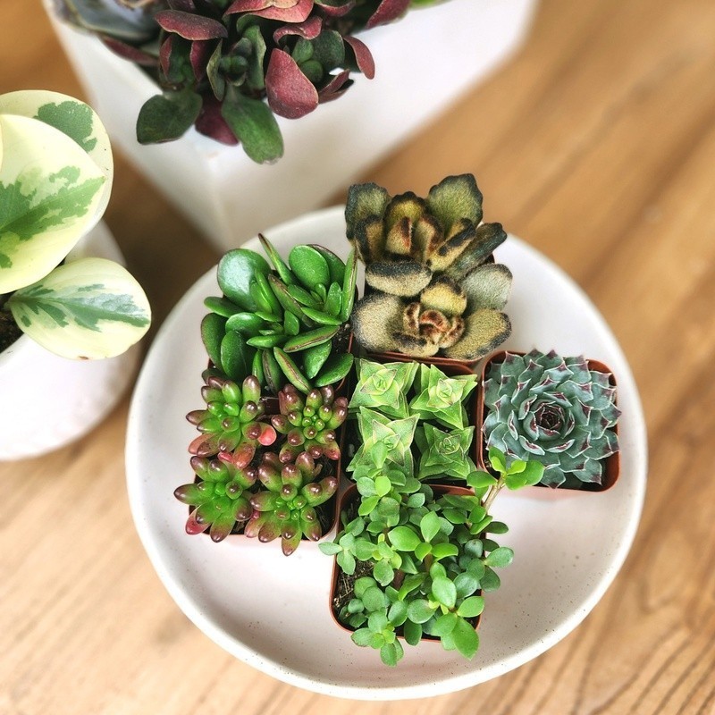Multicolor Succulent Pack of 6 Live Indoor Plants Easy Care Home Decor New