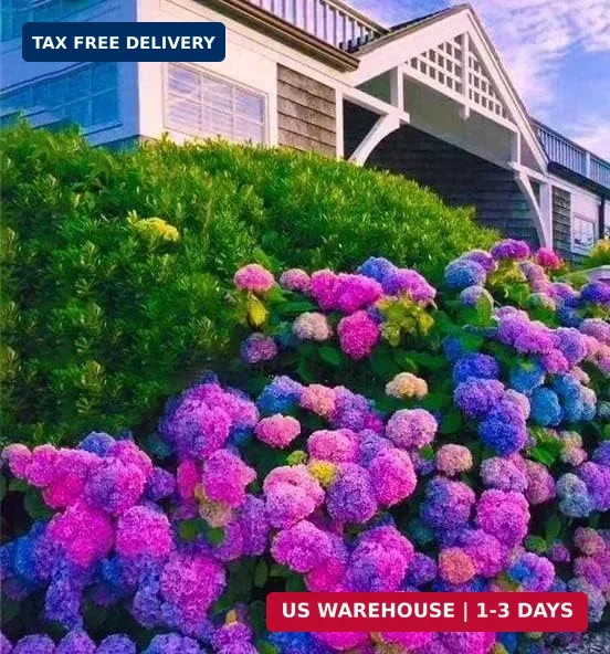 30pcs Blue Pink Purple Hydrangea Seeds – Stunning and Resilient Perennial Flower
