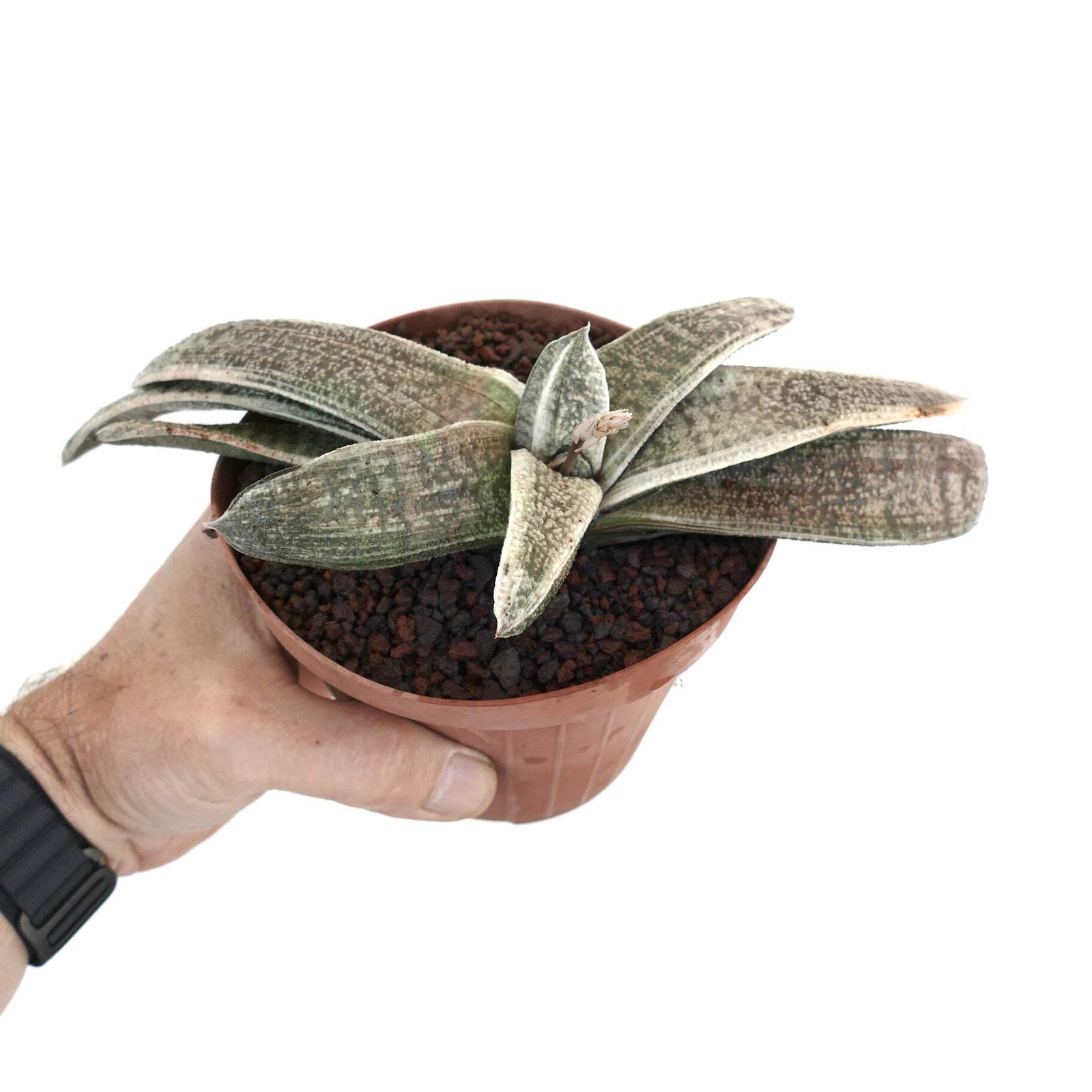 Gasteria batesiana VARIEGATED cv. ‘ White Carrara Marble’ – Bates’ gasteria | Ox