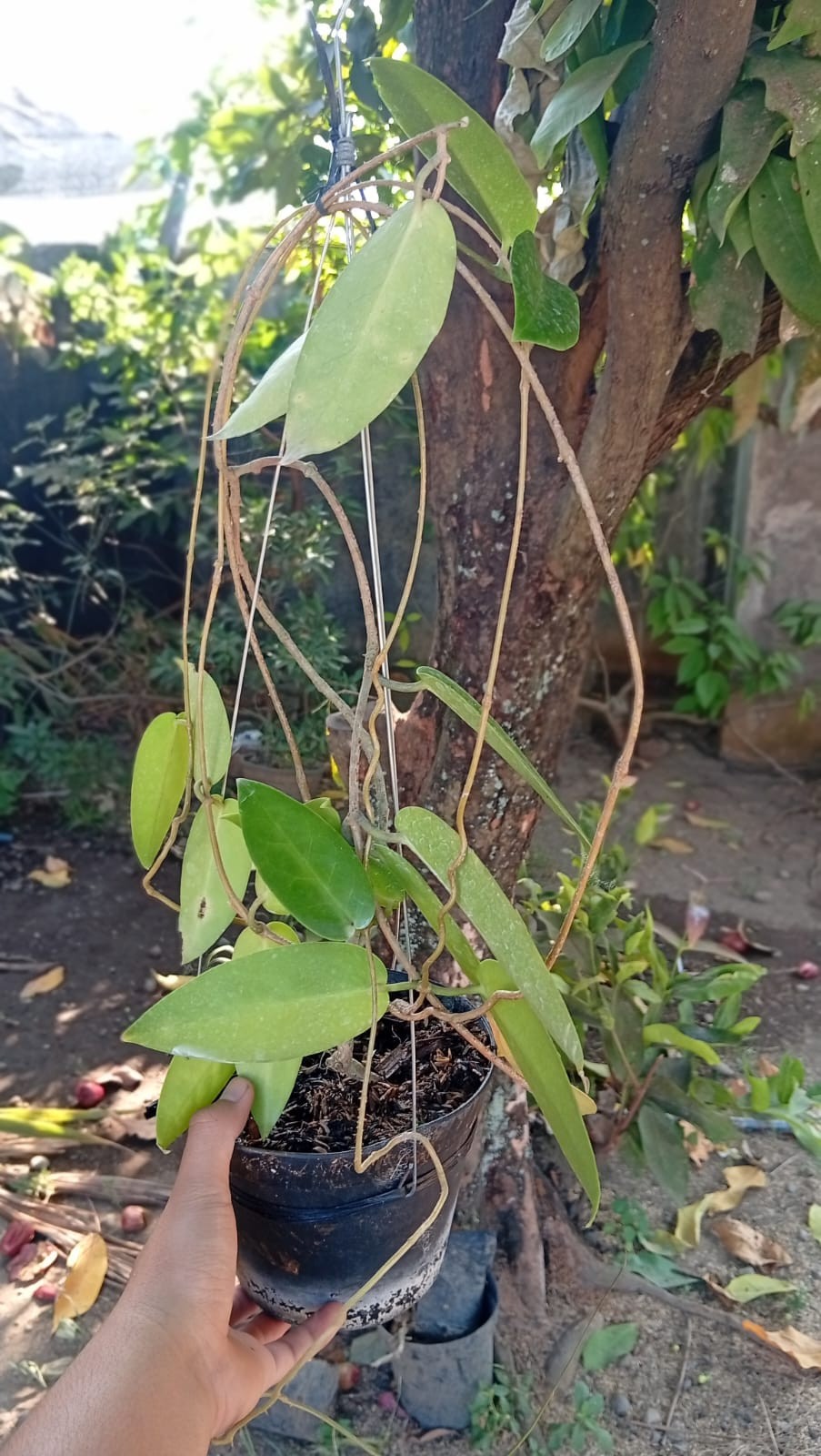 Real Picture Hoya Macgillivrayi Mature Size