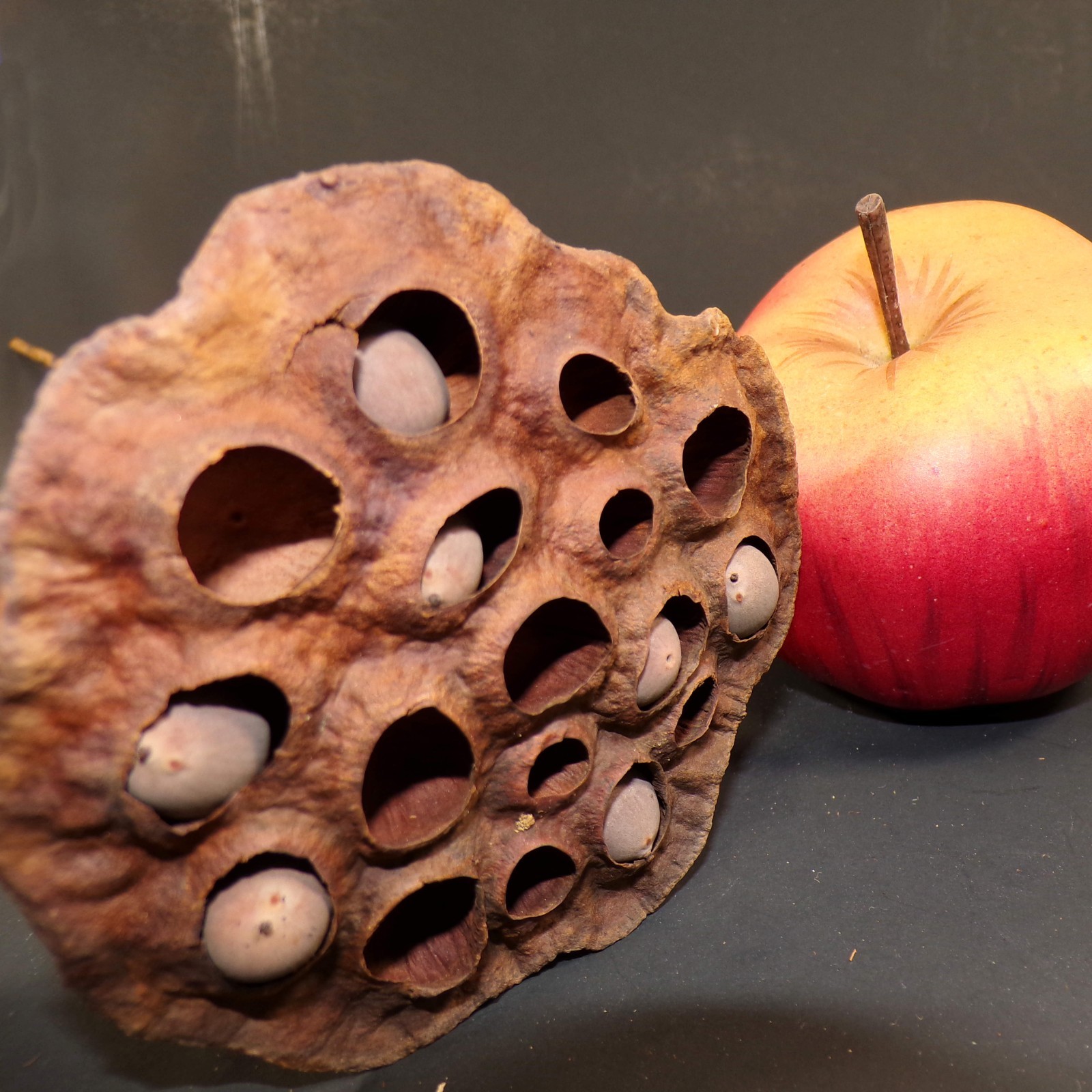 Lotus Seed Pods Lot of 3 Dried for Crafts and Decor 16″L