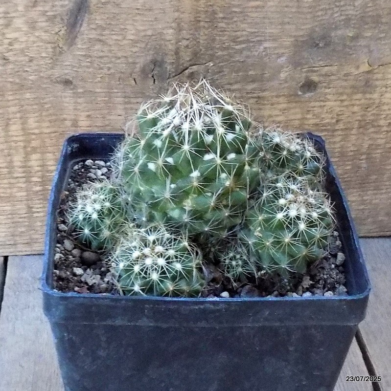 D5447 CORYPHANTHA NICKELSAE pot14-H11-W13 cm MaMa Cactus