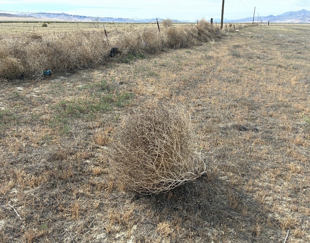 5 hand picked Tumbleweeds small to large 10”-35” Real TUMBLEWEEDS Nevada USA