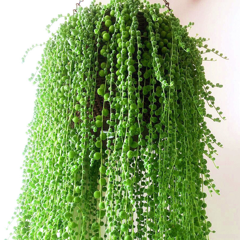 Live Succulent String of Pearls Live Plant Fully Rooted in 4″ Pot with Soil