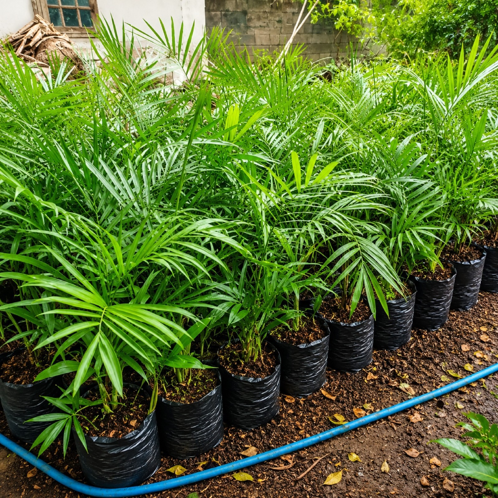 Chamaedorea Elegans Palm Live Rare Parlor Palm Indoor Houseplant Air Purifying