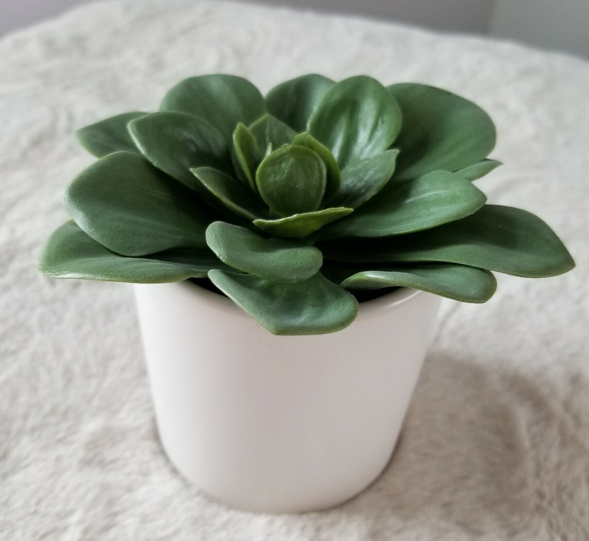 Project 62™ Artificial Green Dudleya Succulent In White Pot Set of 2 4.5″ x 4″