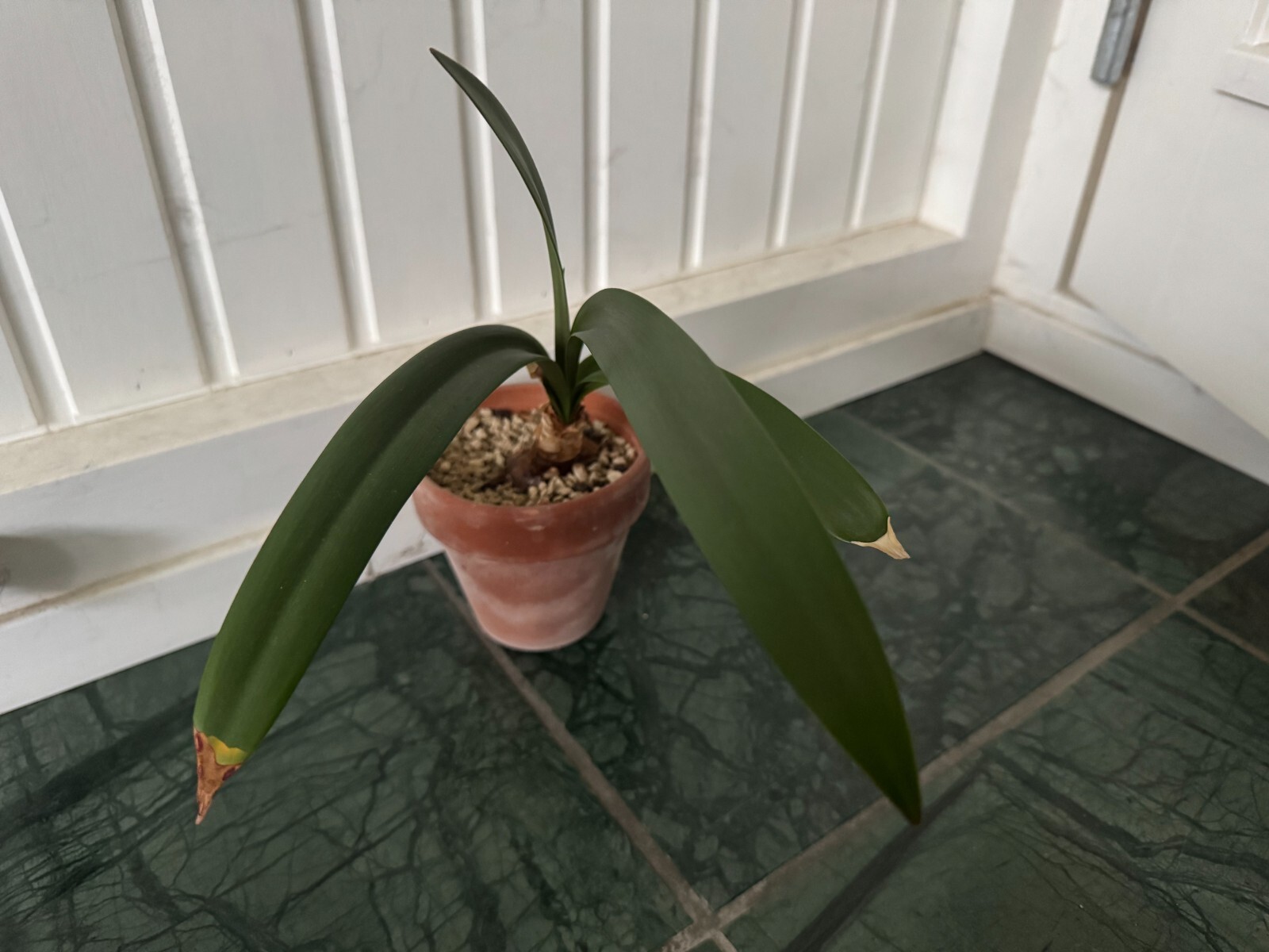 Hippeastrum fragrantissimum – VERY rare bulb 3.2 cm