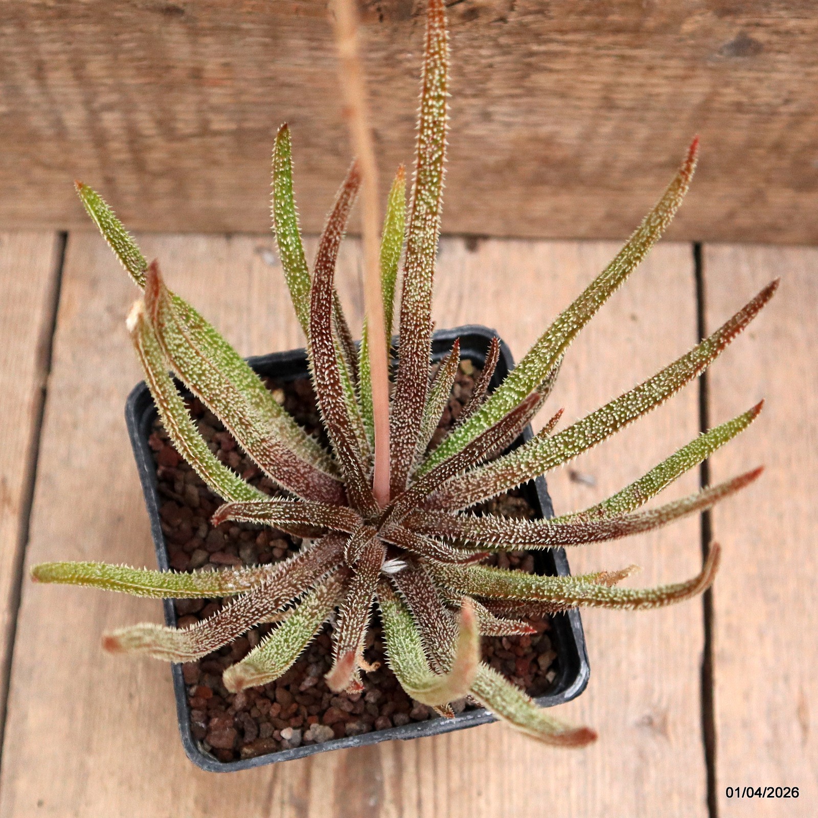 D8187 ALOE DELICATIFOLIA pot10-H16-W14 cm MaMa Cactus