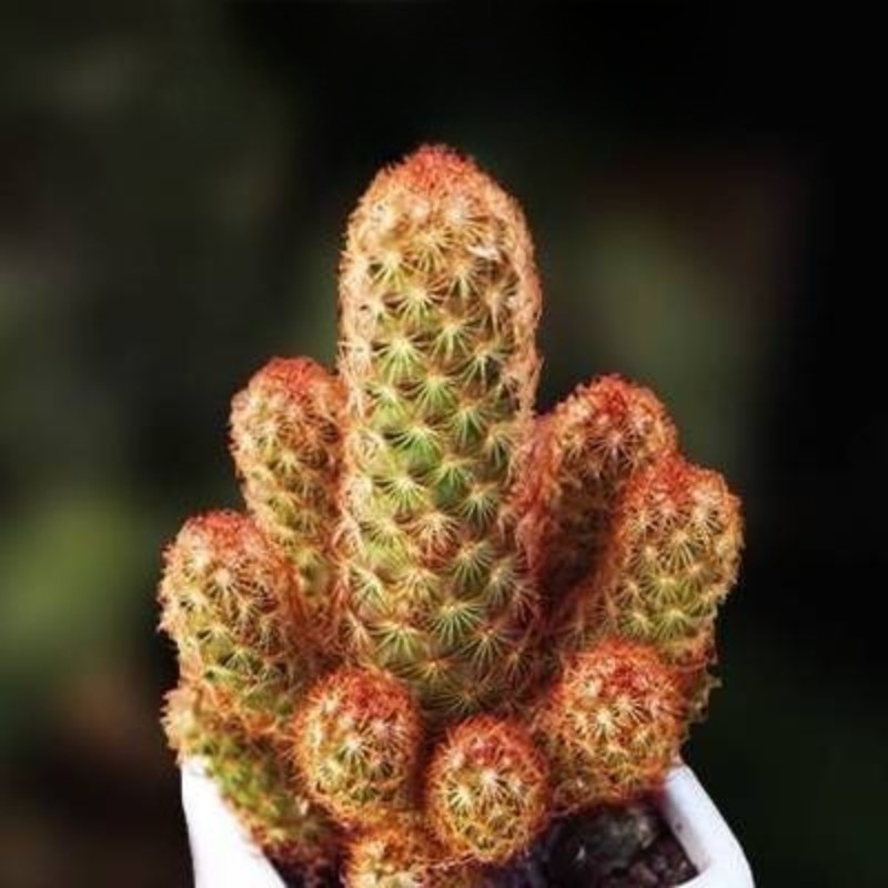 Mammillaria Elongata Lady Finger Live Cactus Copper King, Plants Rare Plants US
