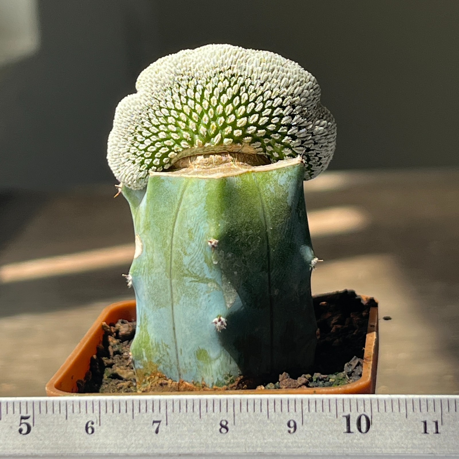 A51-649 Mammillaria aselliformis f. cristata, grafted