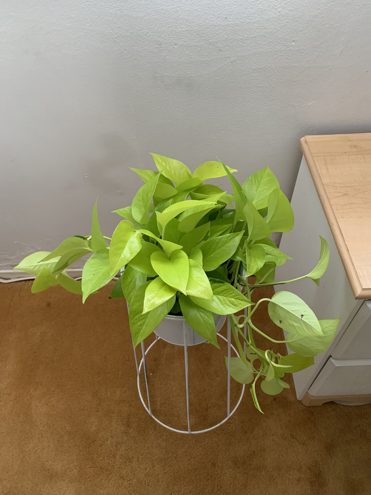 Indoor Live Plants Bundles Including 6inch Potted Pothos Plants