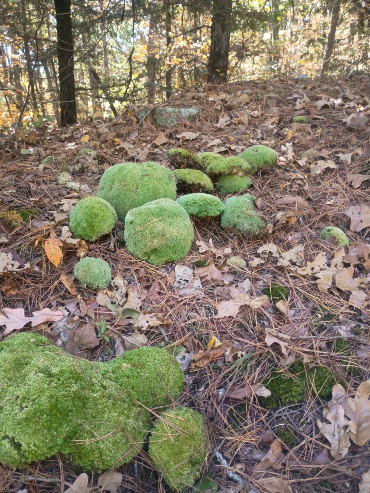 live Freshly harvested assorted mosses pincushion, mood, sheet