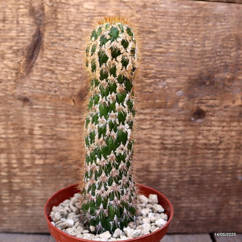 D4100 CEREUS SPACHIANUS MONSTER pot10-H17-W4,5 cm MaMa Cactus