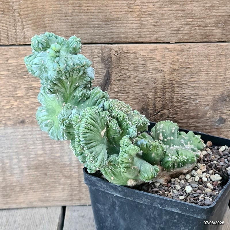 D5764 MYRTILLOCACTUS GEOMETRIZANS CRESTED pot14-H19-W19 cm MaMa Cactus