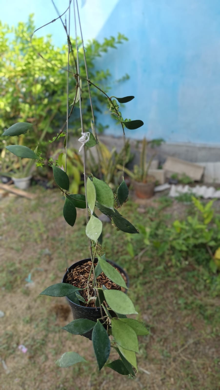 Real Picture Hoya Inconspicua Pink Sp Papua Lush Leaves