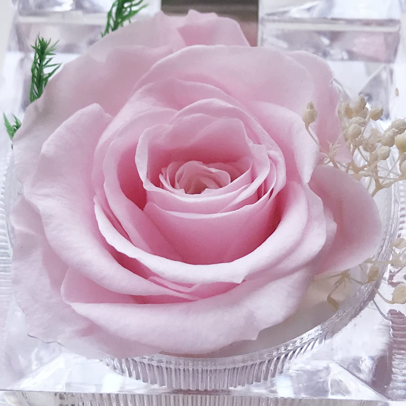 Preserved Rose Real Forever Rose in Mini Clear Ring Box, Eternal Flower Rose Gif