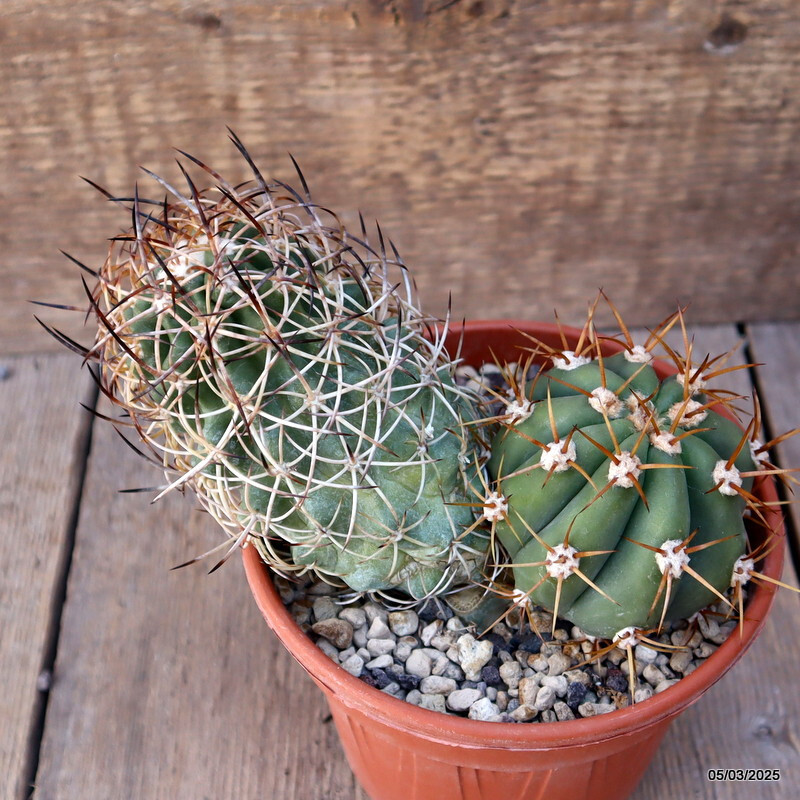 D1742 COPIAPOA ANDINA GRAFTED pot13-H13.5-W7 cm MaMa Cactus