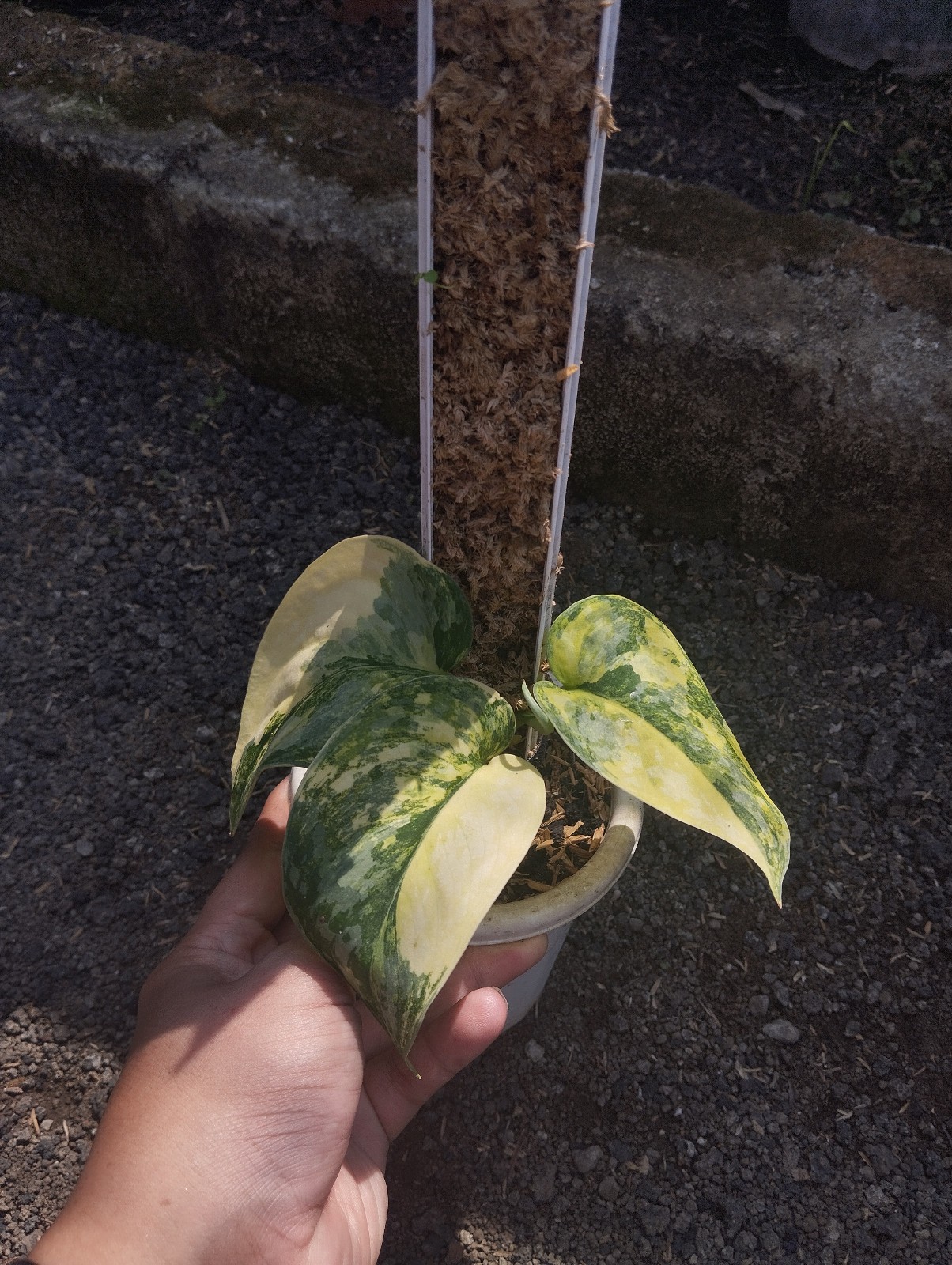 Scindapsus Andalas Variegated Real Picture