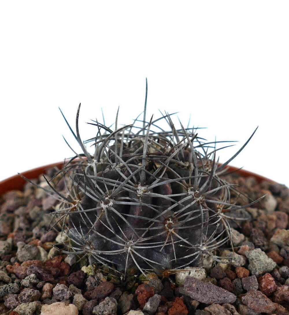 Neoporteria crispa (North of Freirina, CHILE) – Crinkled neoporteria | Crispy ne