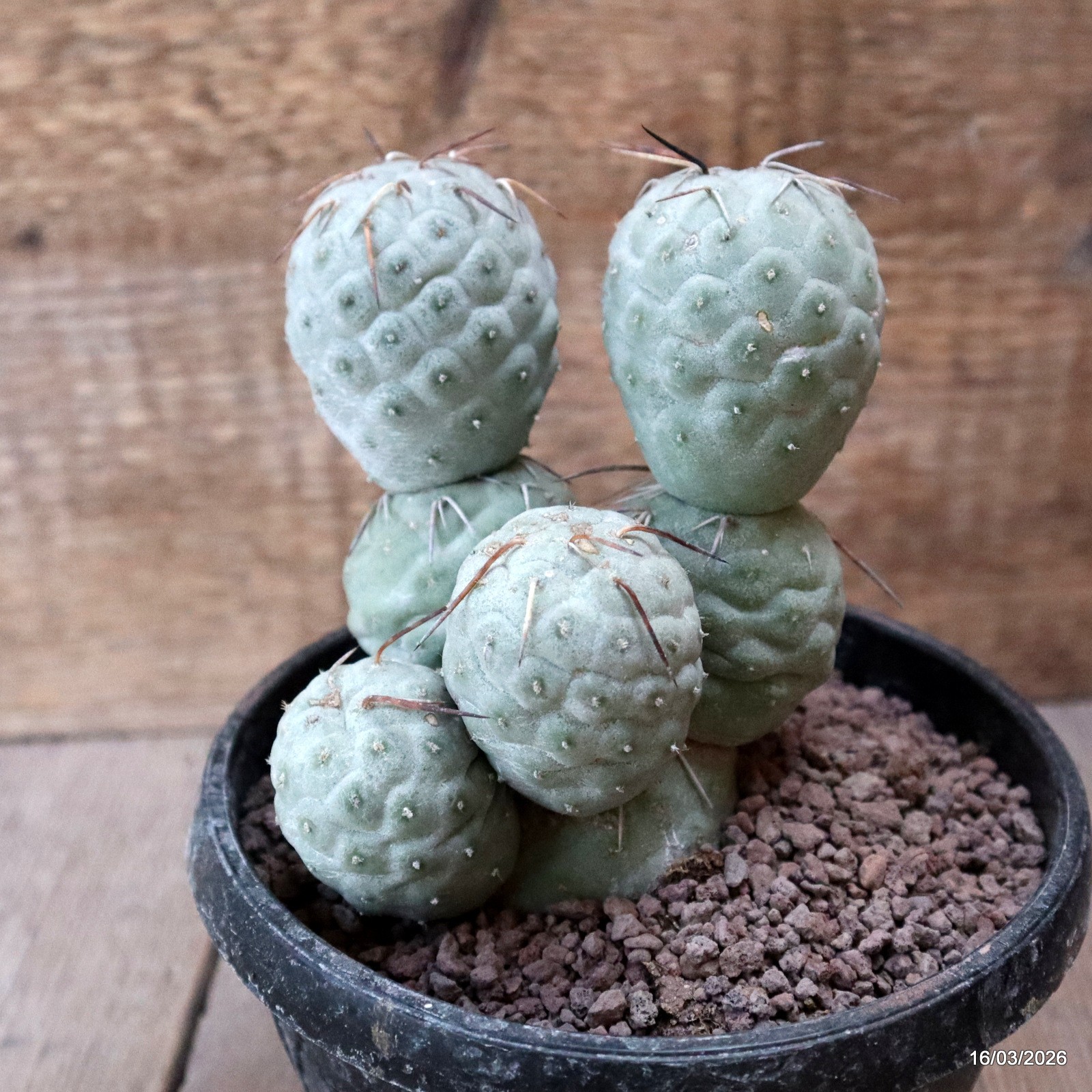 D8034 TEPHROCACTUS GEOMETRICUS 7 BALLS pot14-H14-W11 cm MaMa Cactus